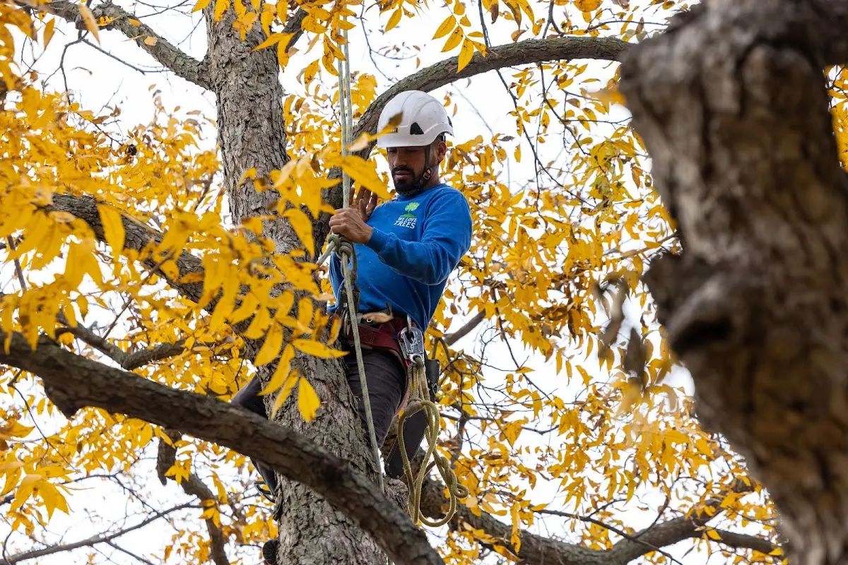 Skilled Tree Trimming crew working in Lingle